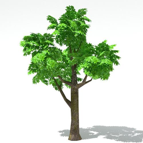 tree preview image